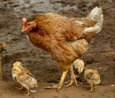 Hen with chicks in India